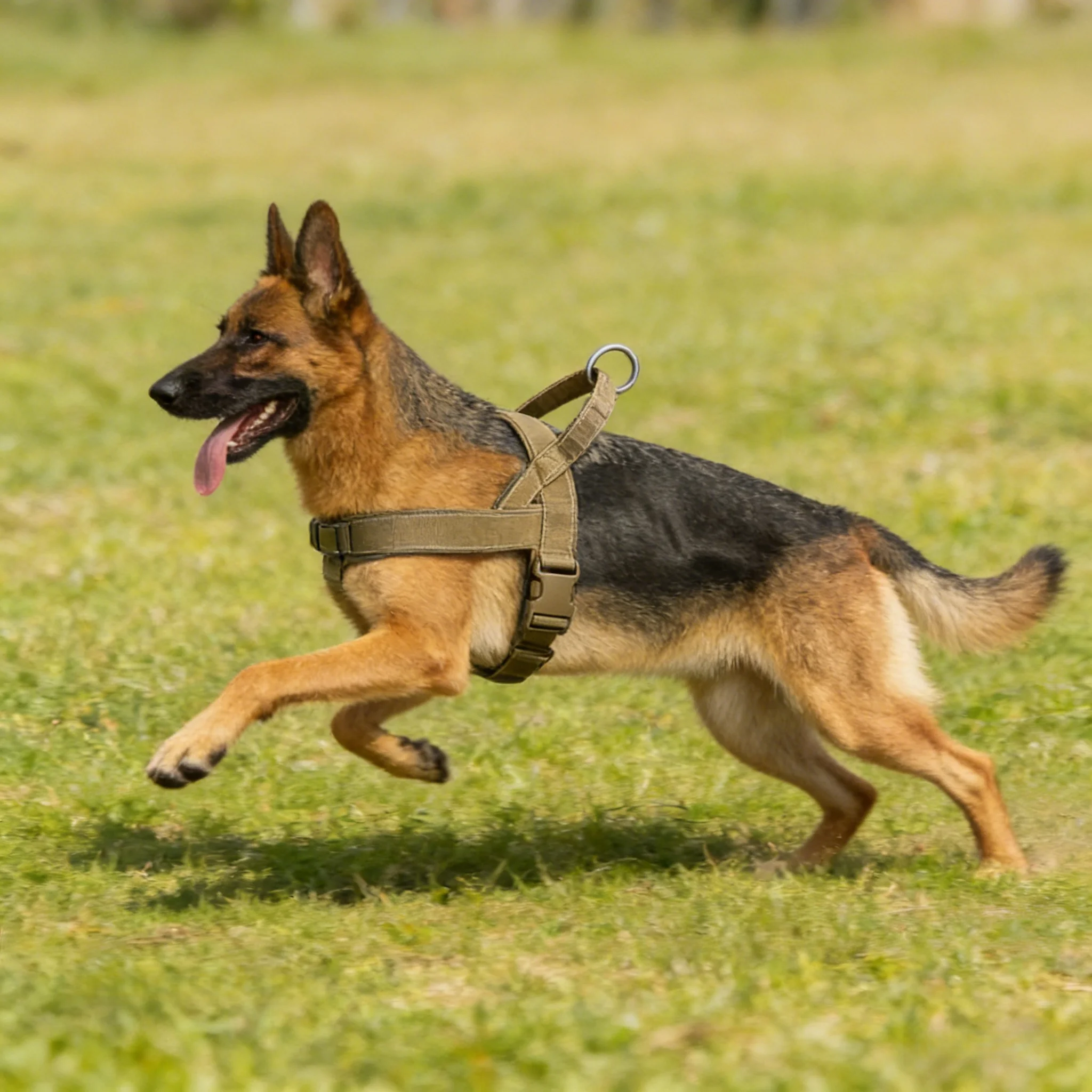 Harnais tactique anti-traction rembourré pour chien de grande race – Image 3